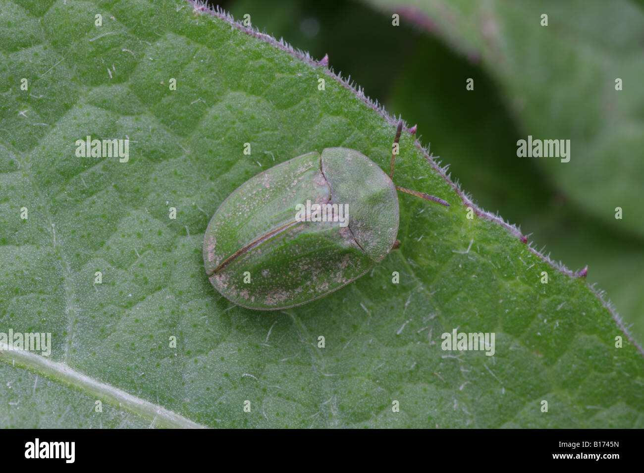 Tortoise Beetle - Cassida rubiginosa Stock Photo