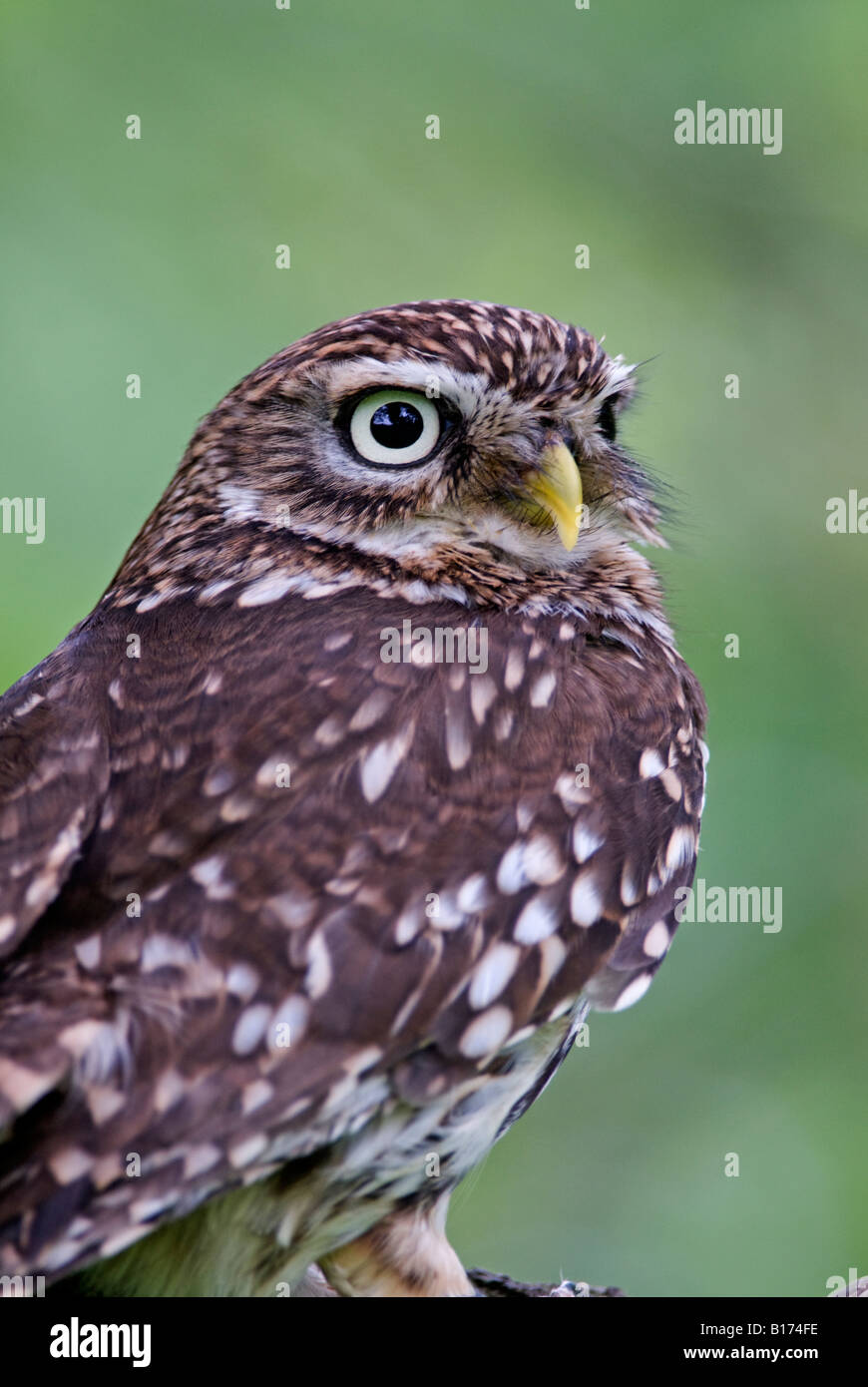 Little Owl Athene noctua Stock Photo