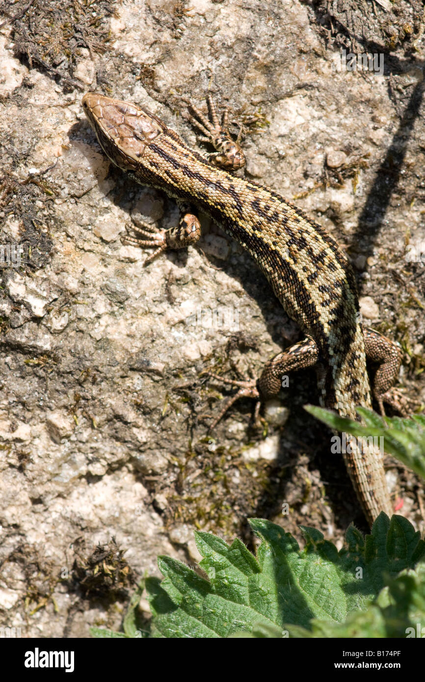 Common lizard, Lacerta vivipara, basking on a rock Stock Photo