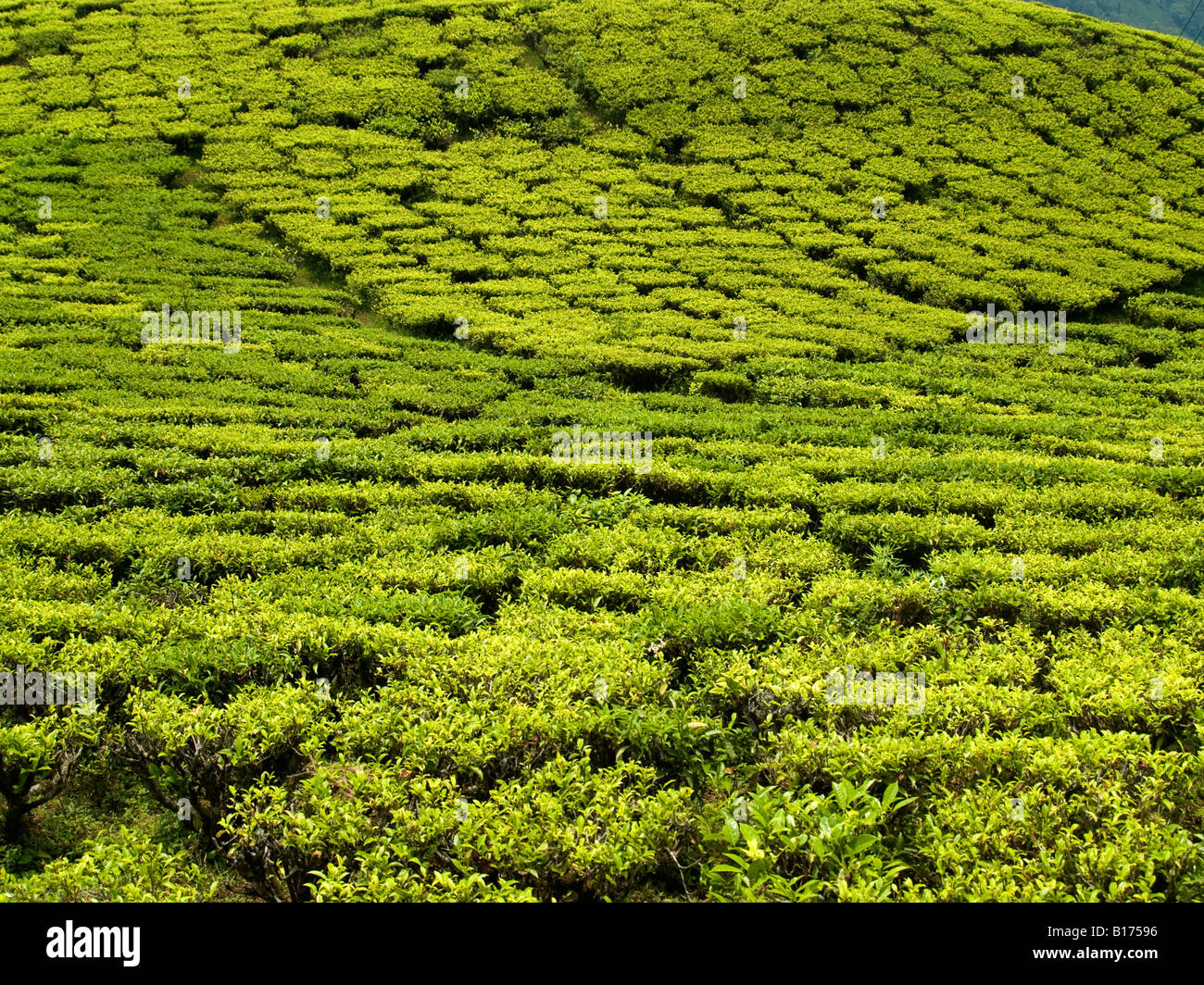 tea plantations in Darjeeling Stock Photo