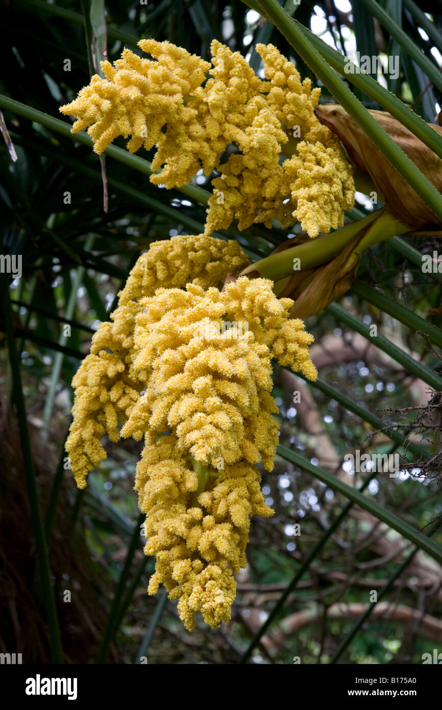 Trachycarpus fortunei flower Stock Photo