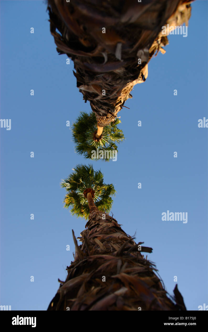 California Fan Palm Tree Stock Photo