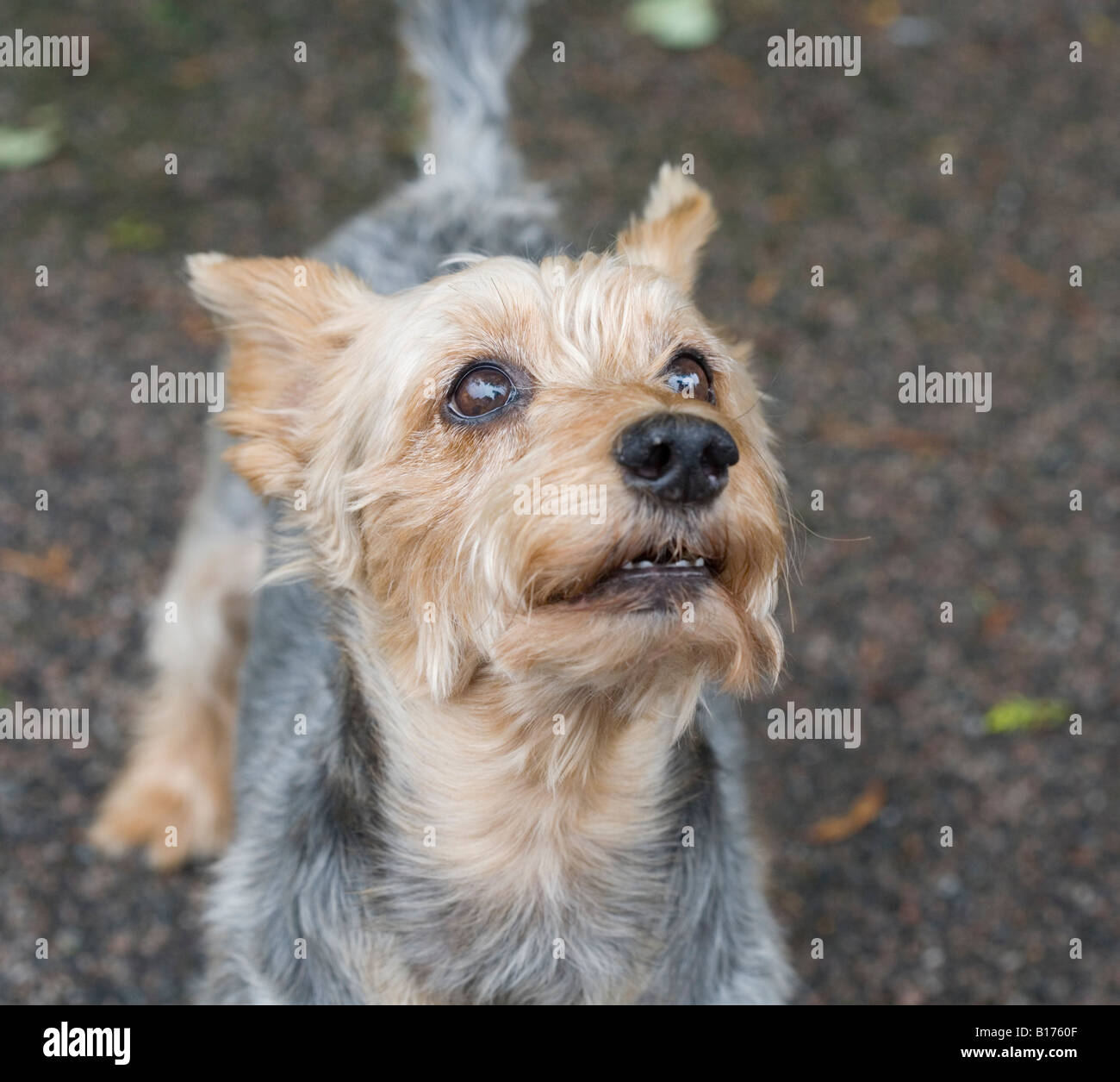 A YORKSHIRE TERRIER DOG WITH CLOSE CROPPED FUR Stock Photo