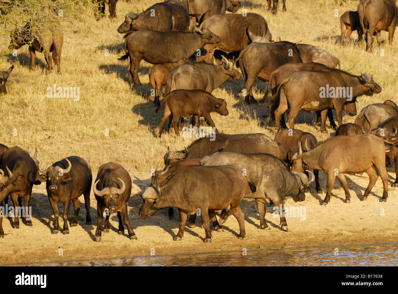 herd of AFRICAN BUFFALOS at waterhole, Syncerus caffer, KRUGER NATIONAL PARK, SOUTH AFRICA Stock Photo