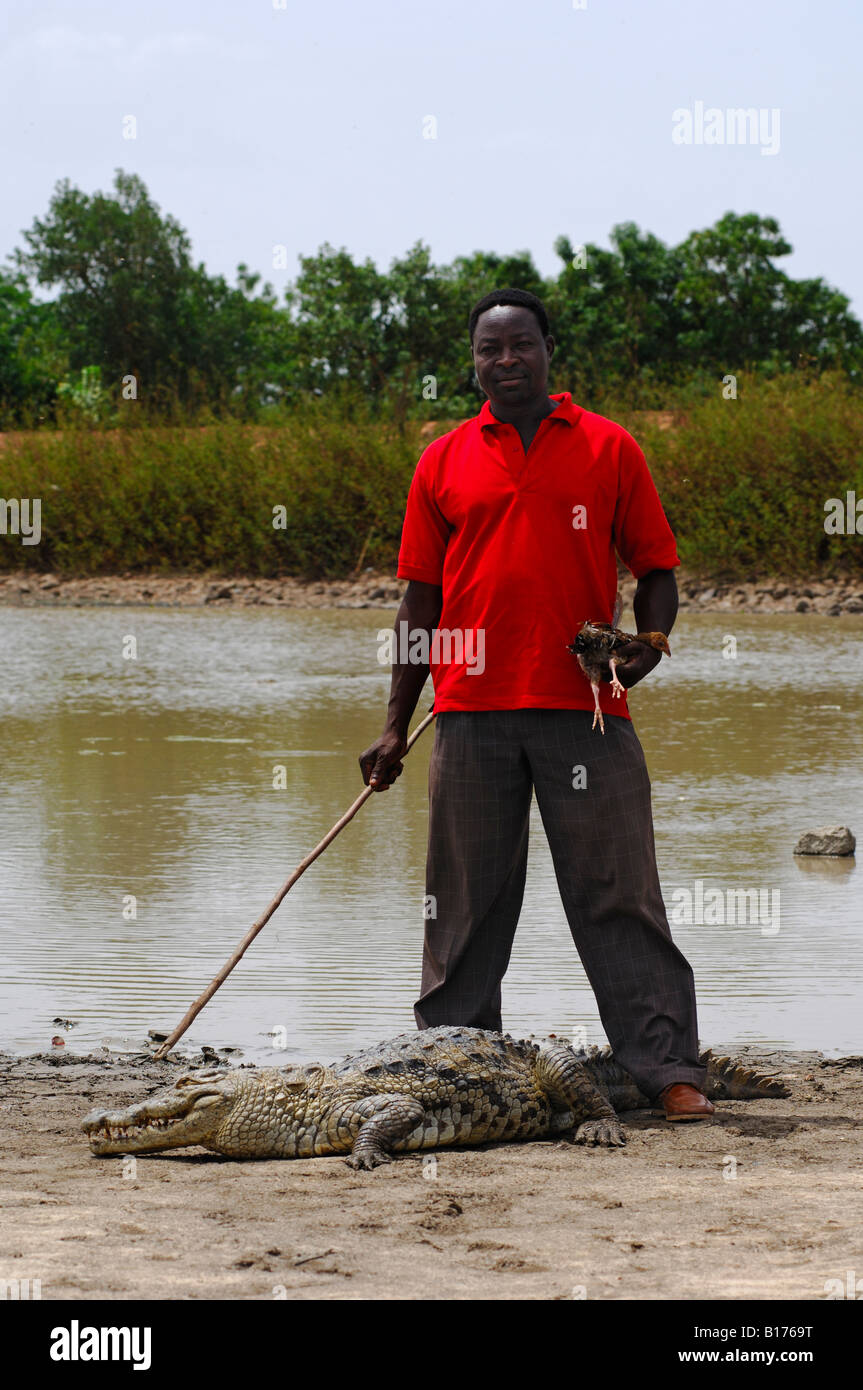 Crocodile Whisperer Strides Across A Nile Crocodilebazoulé Burkina