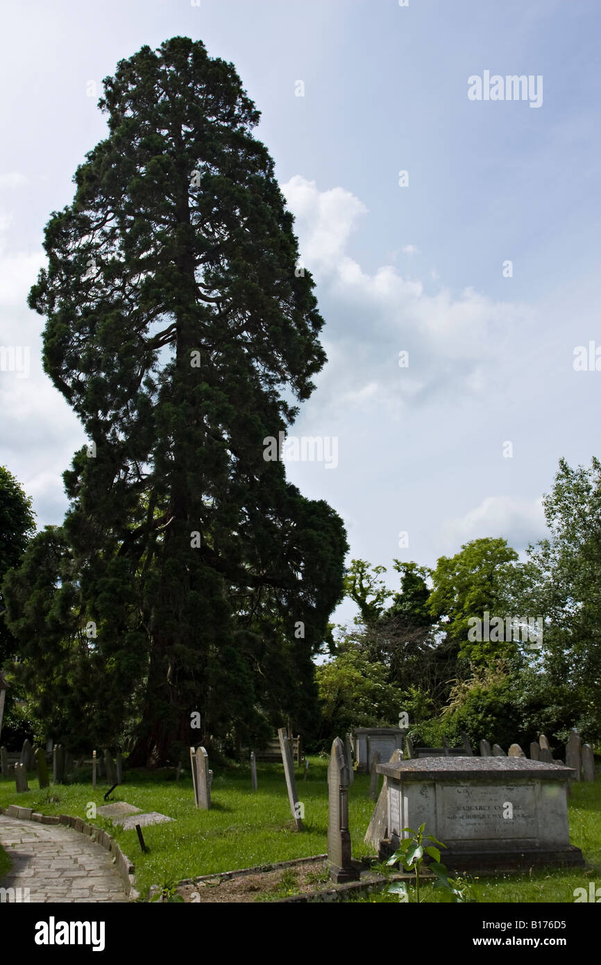 Tall fir tree growing in an English churchyard Stock Photo Alamy