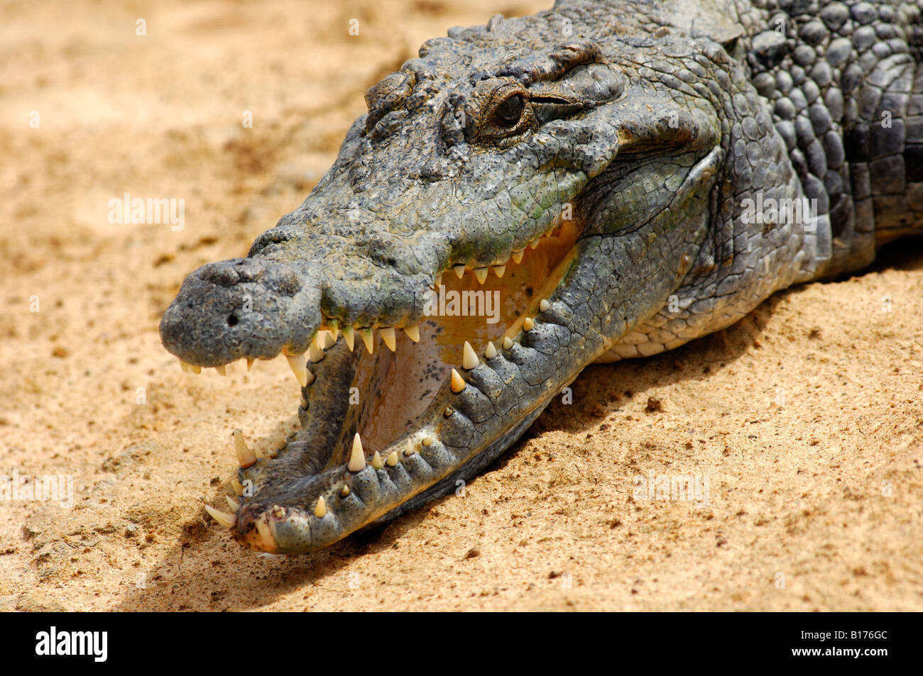 Nile Crocodile – Green – Himalayan