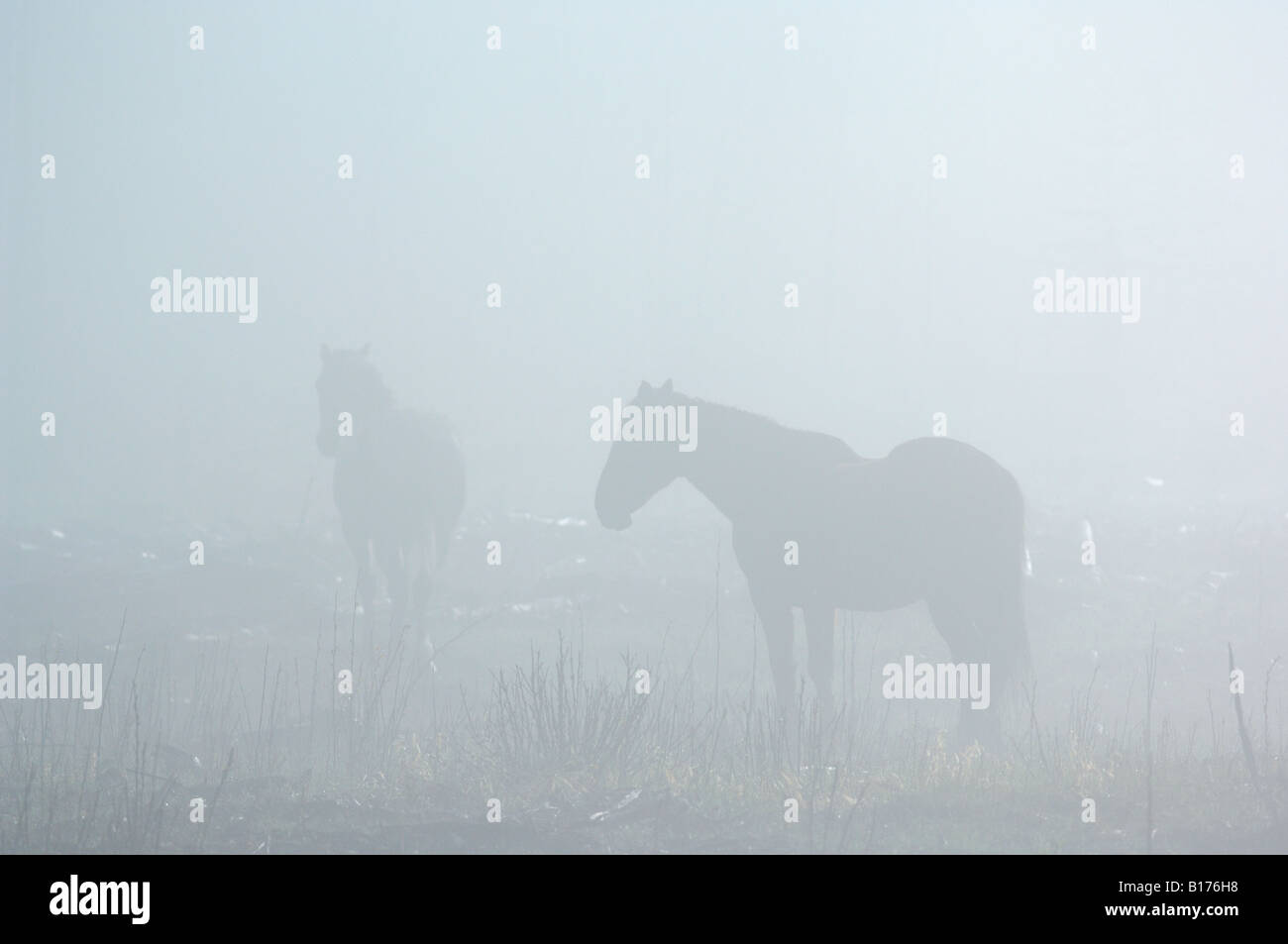 A herd of wild Alberta horses Stock Photo
