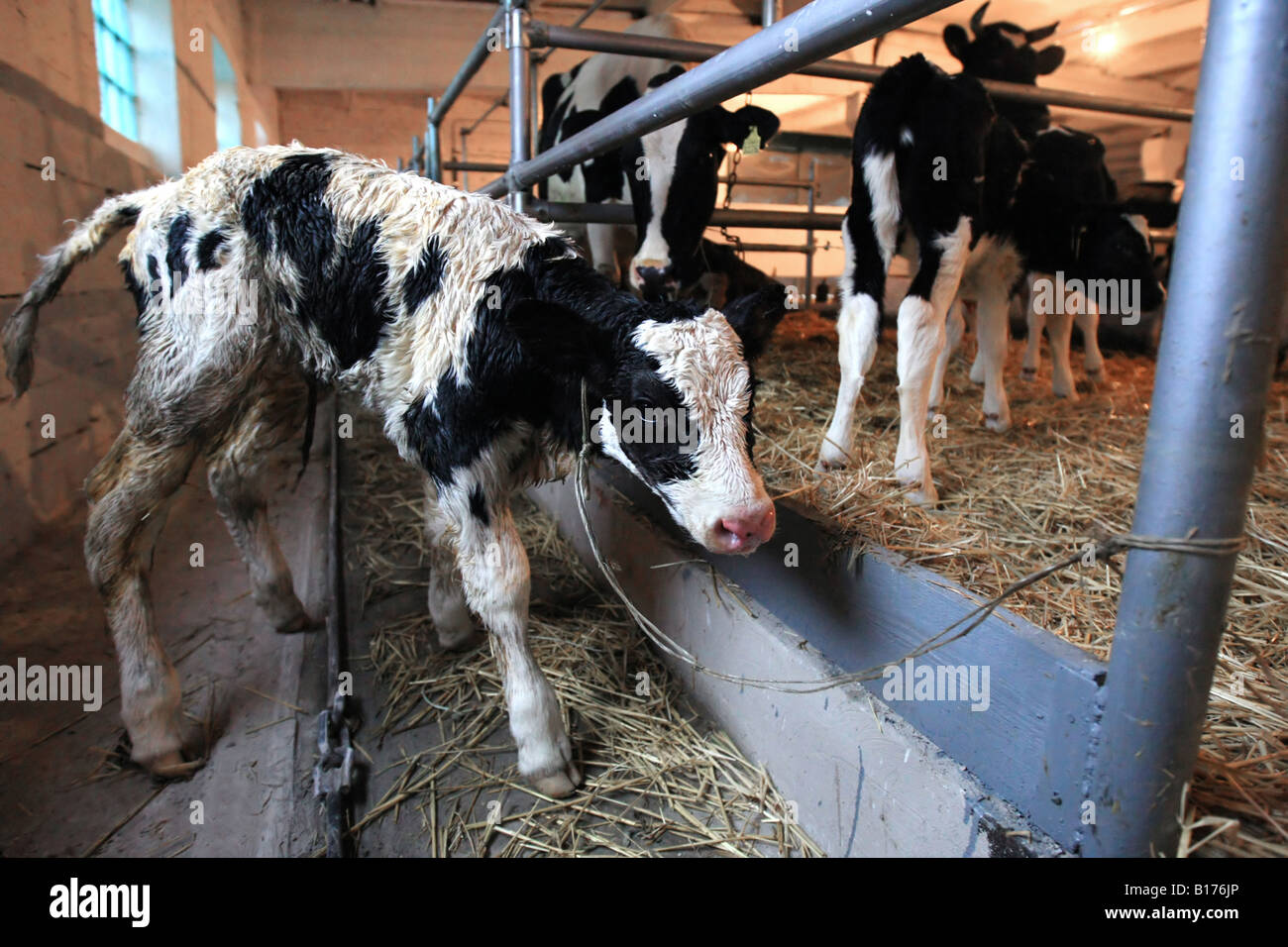 calf on the farm Stock Photo