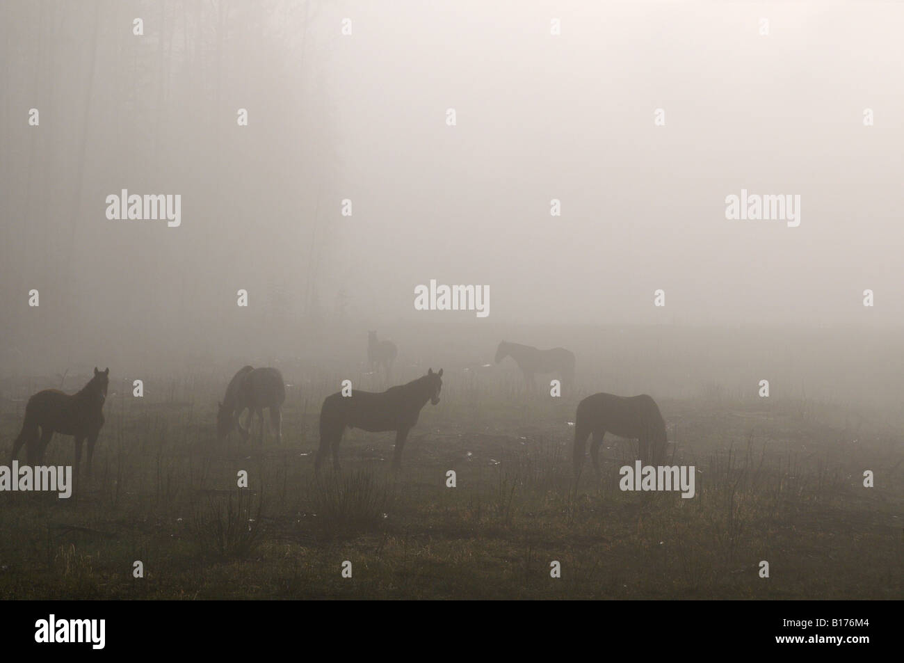 Wild Alberta Horses Stock Photo