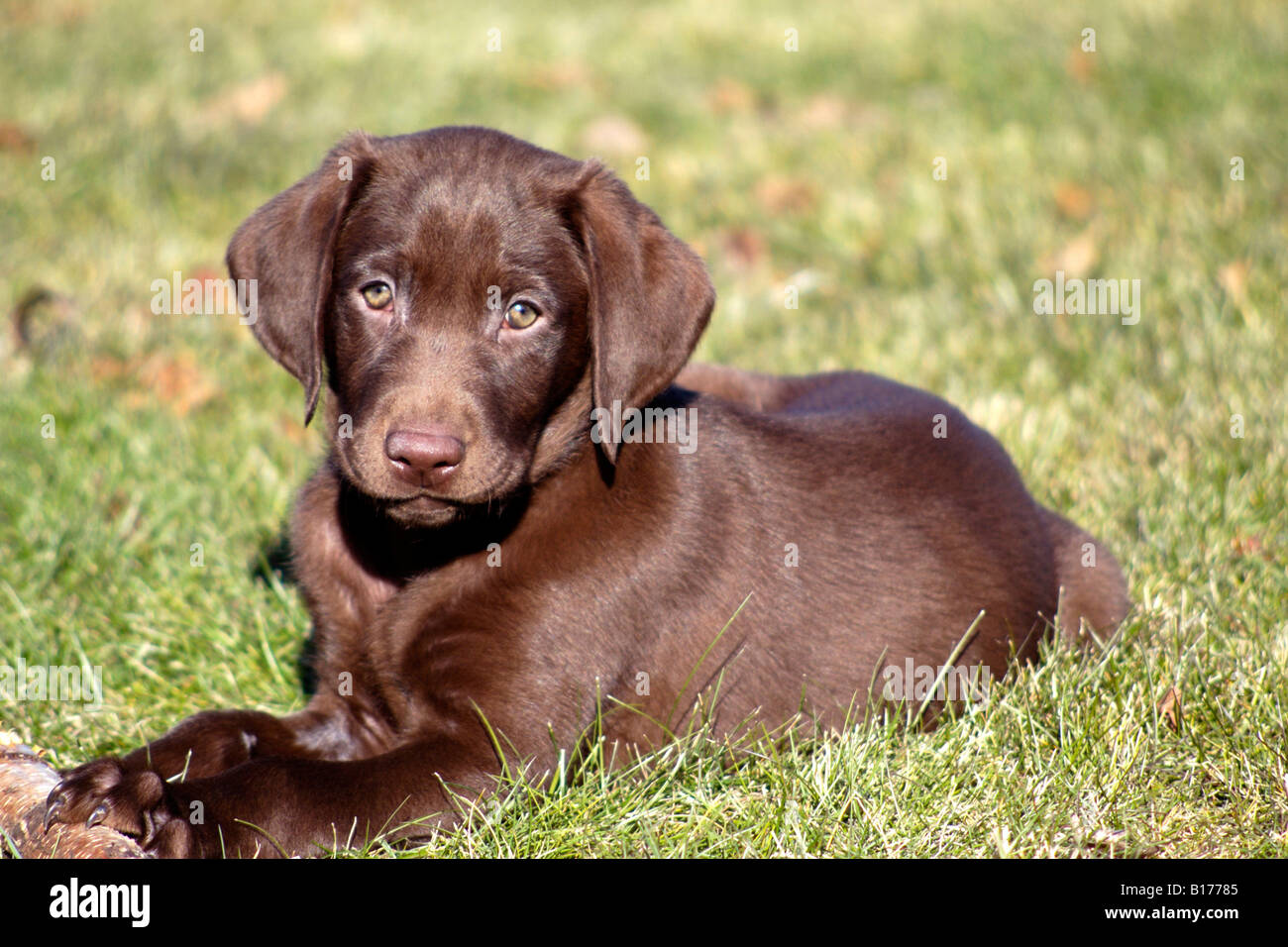 Chocolate top lab purebred
