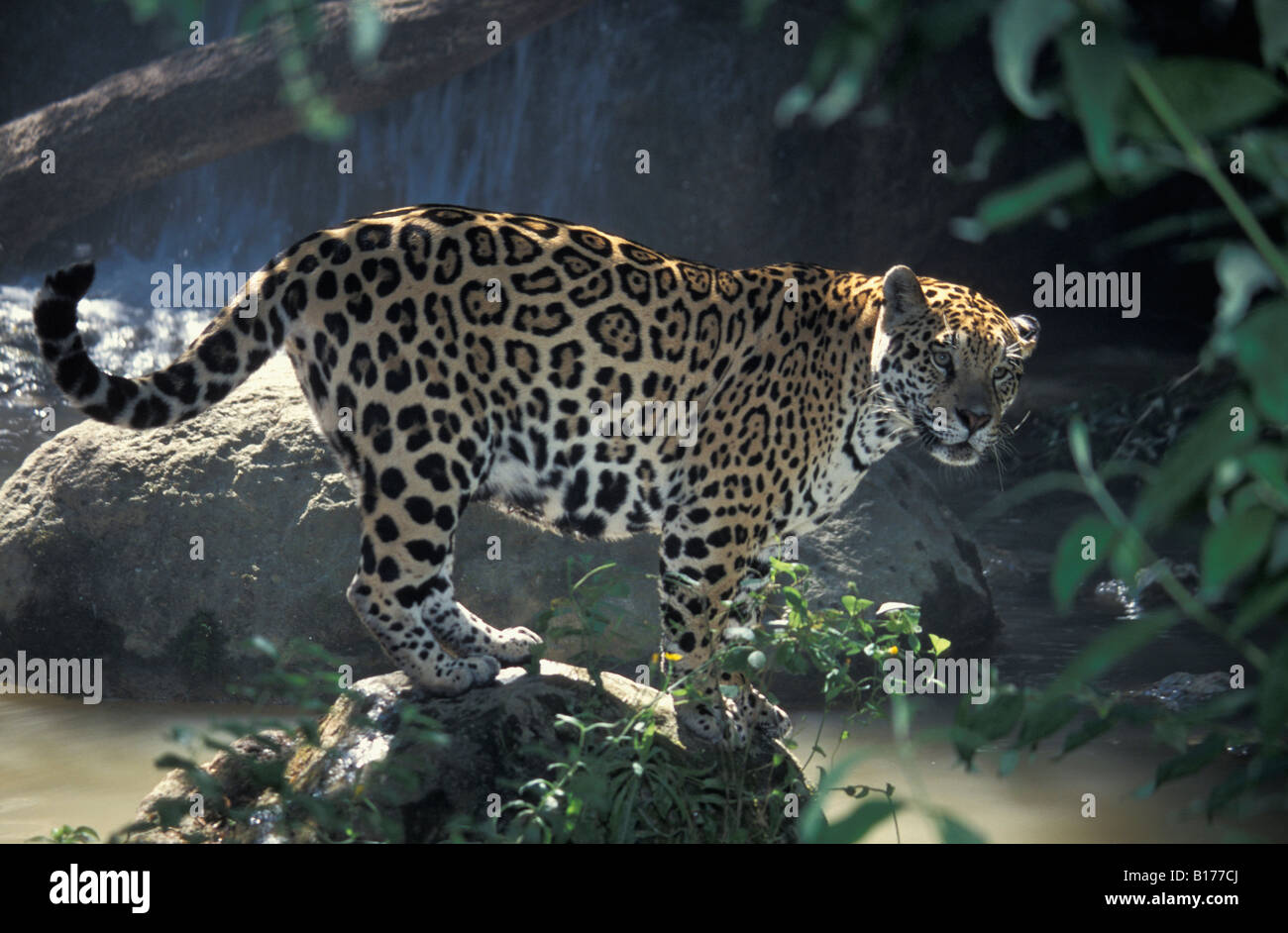 Jaguar Jaguar Panthera onca in rain forest animals big cats Carnivora carnivores Felidae Grosskatzen Jaguare Katzen mammals Natu Stock Photo