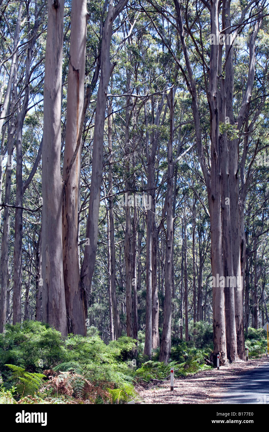 Karri tall trees hires stock photography and images Alamy