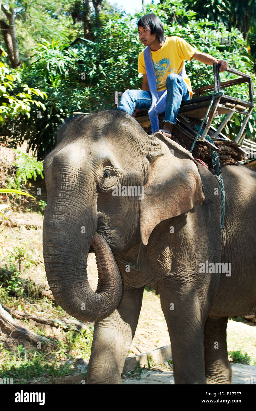 Guy Riding Elephant young guy riding an elephant in the jungle of north Thailand Stock ...