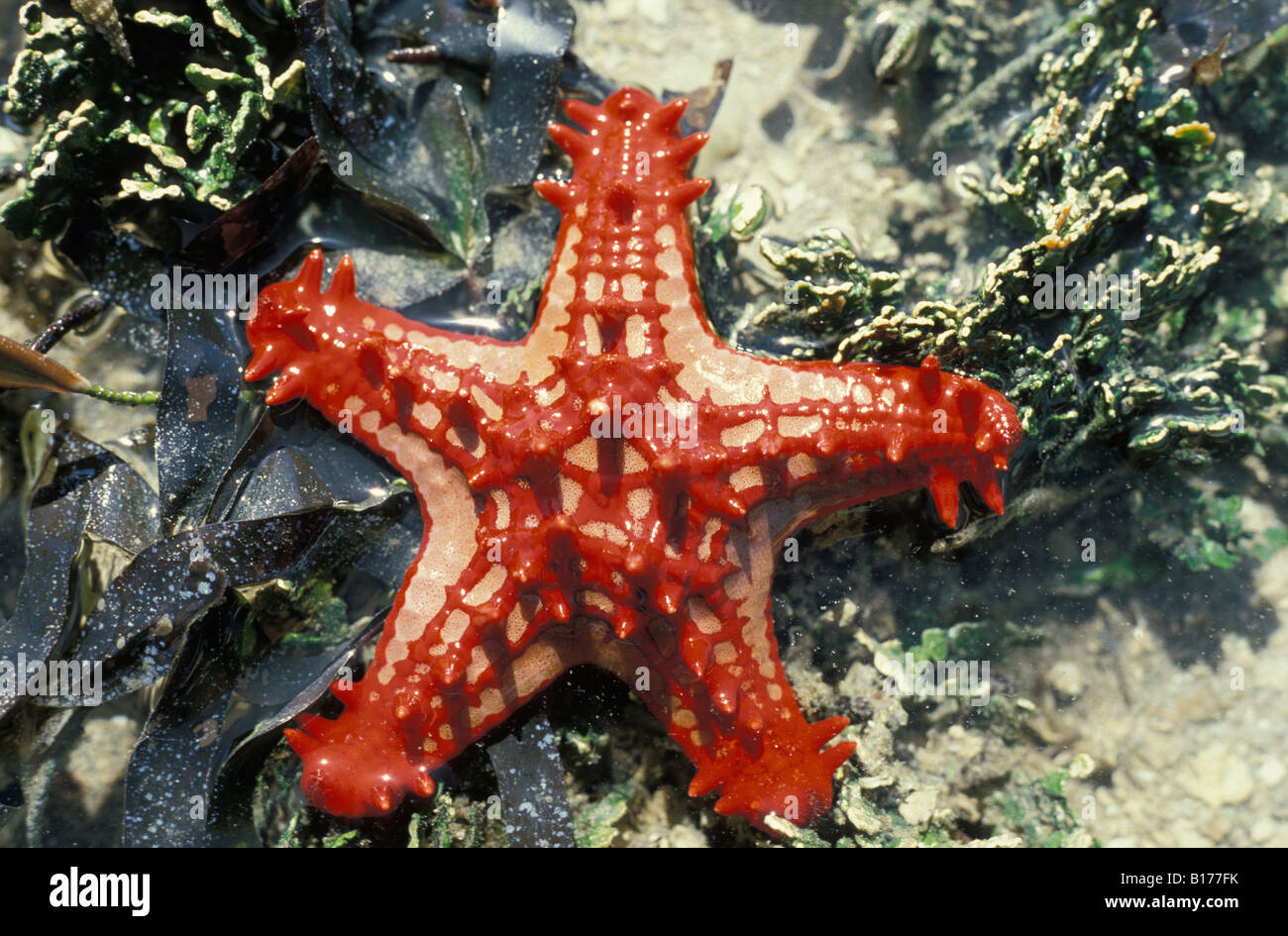 etoile de mer Walzenstern Red knobbed Starfish Red Spine Star Protoreaster linckii animals Asteroidea Echinodermata echinoderms Stock Photo