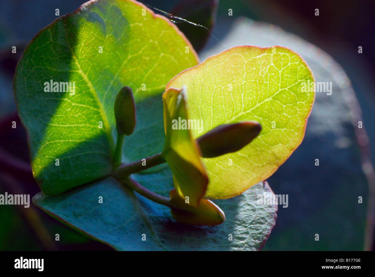 Eucalyptus Gunnii or Cider Gum close up Stock Photo