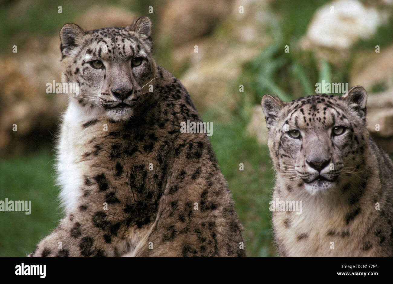 panthere des neiges chneeleopard Snow Leopard Panthera unica Unica unica pair affection animal Asia Asien big cat Carnivora carn Stock Photo