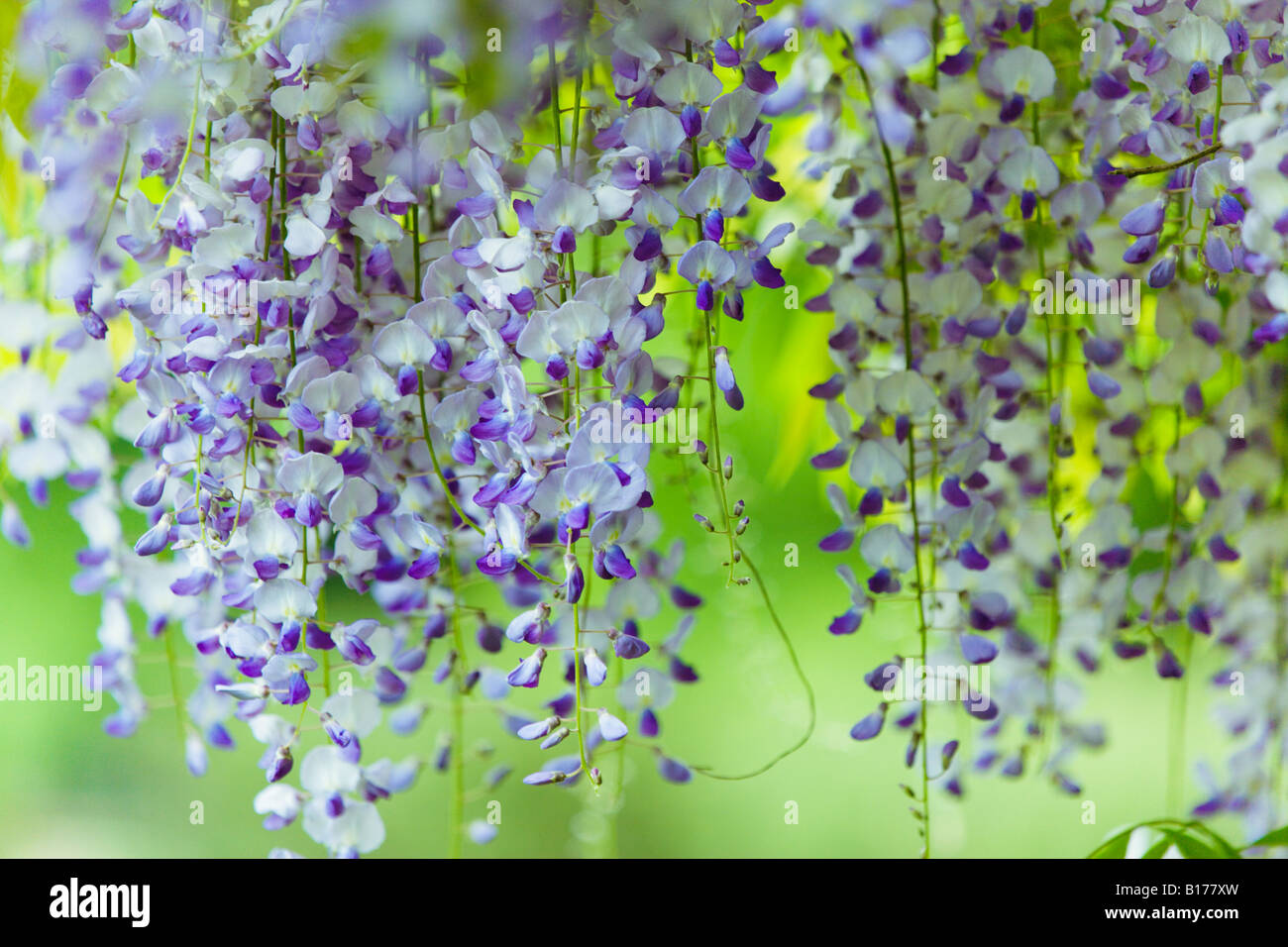 sinensis or chinese wisteria vine in bloom Stock Photo Alamy