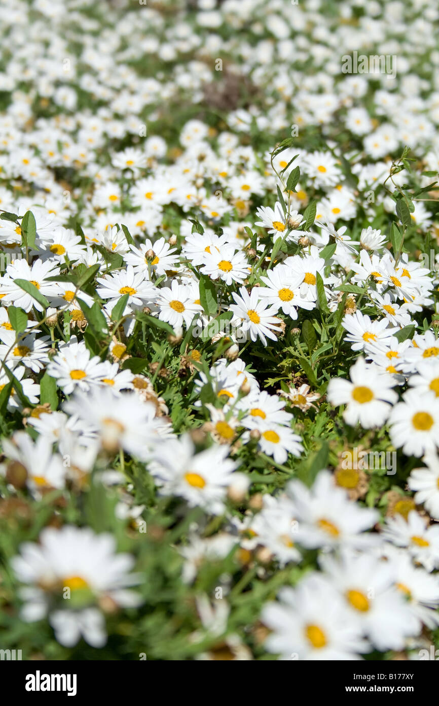 Daisy field in spring. Selective Depth of Field Stock Photo Alamy