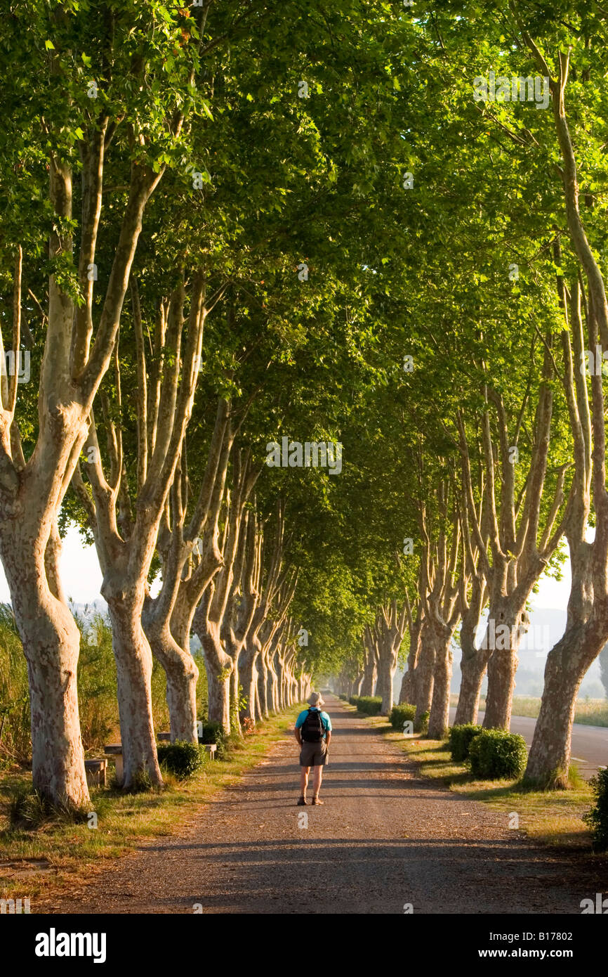 Hiking between the Plane trees in the South of France, Provence, near St Remy  and Les Baux de Provence, the Alpilles hills Stock Photo