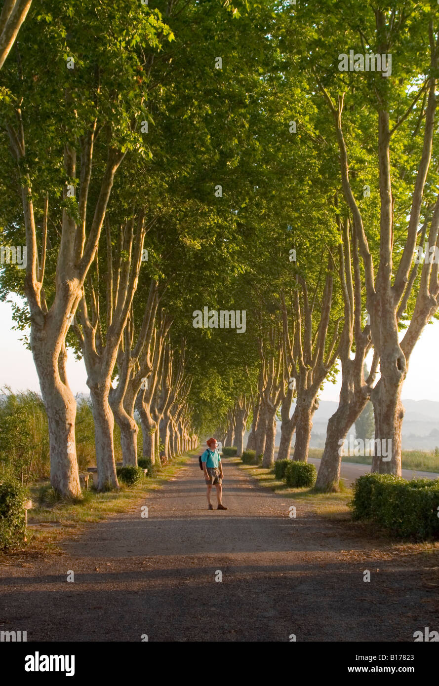 Plane Trees or sycamores in Provence, agricultural area in the SouTh of France notes for wine and olive oil,production, Stock Photo