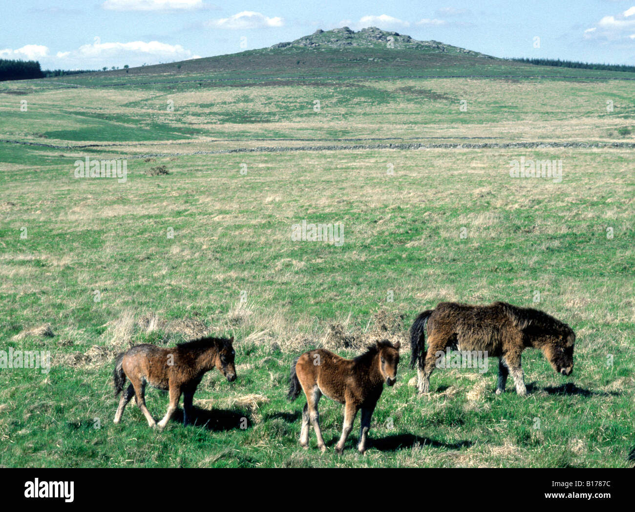 Dartmoor Ponies in natural habitat Devon mother and foals charm