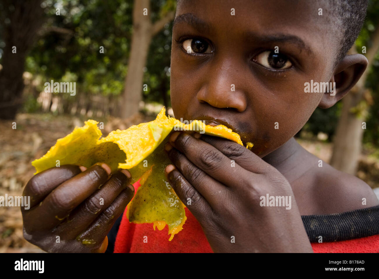 A Boy Eats A Mango Stock Image A Boy Eats A Mango Stock Image