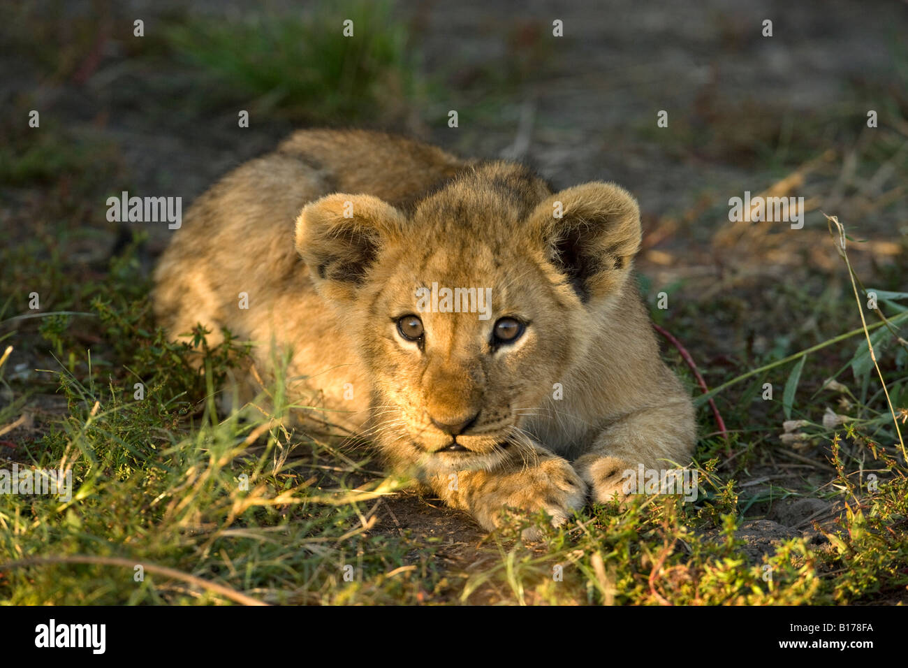 Closeup wild baby lion cub, cute innocent alert and playful sunlit face lying in grass paws together ready to pounce Moremi Okavango Delta Botswana Stock Photo