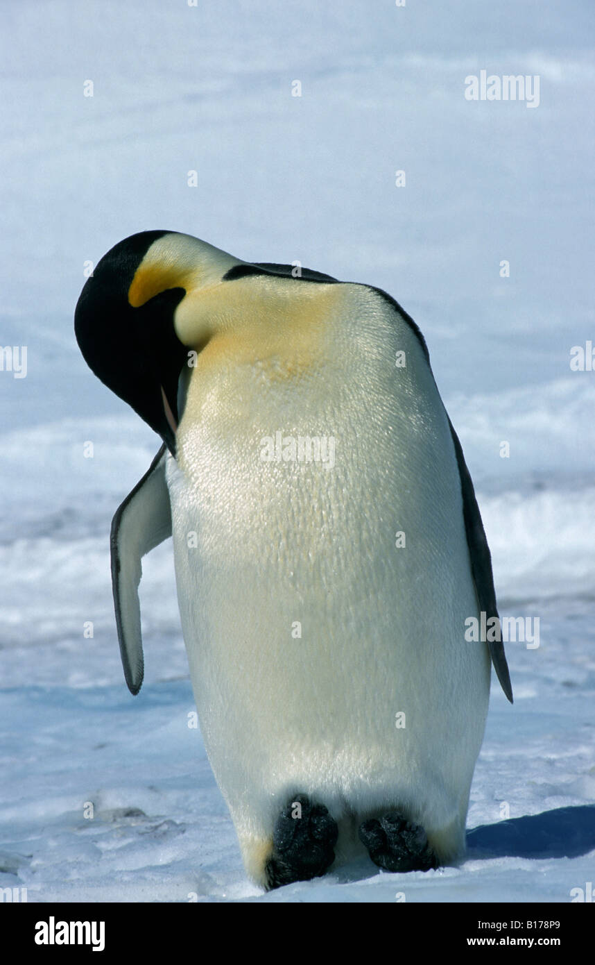 Manchot Empereur Kaiserpinguin Emperor Penguin Aptenodytes Forsteri Adult Walking On Ice Animals Antarctica Antarktis Aquatic Stock Photo Alamy