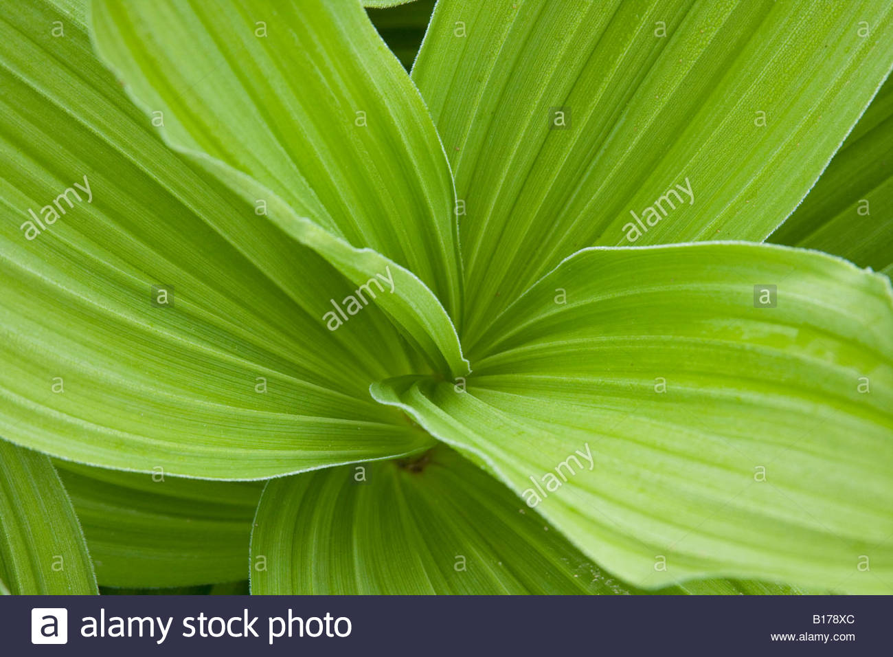 Lily Leaves Stock Photos & Lily Leaves Stock Images Alamy