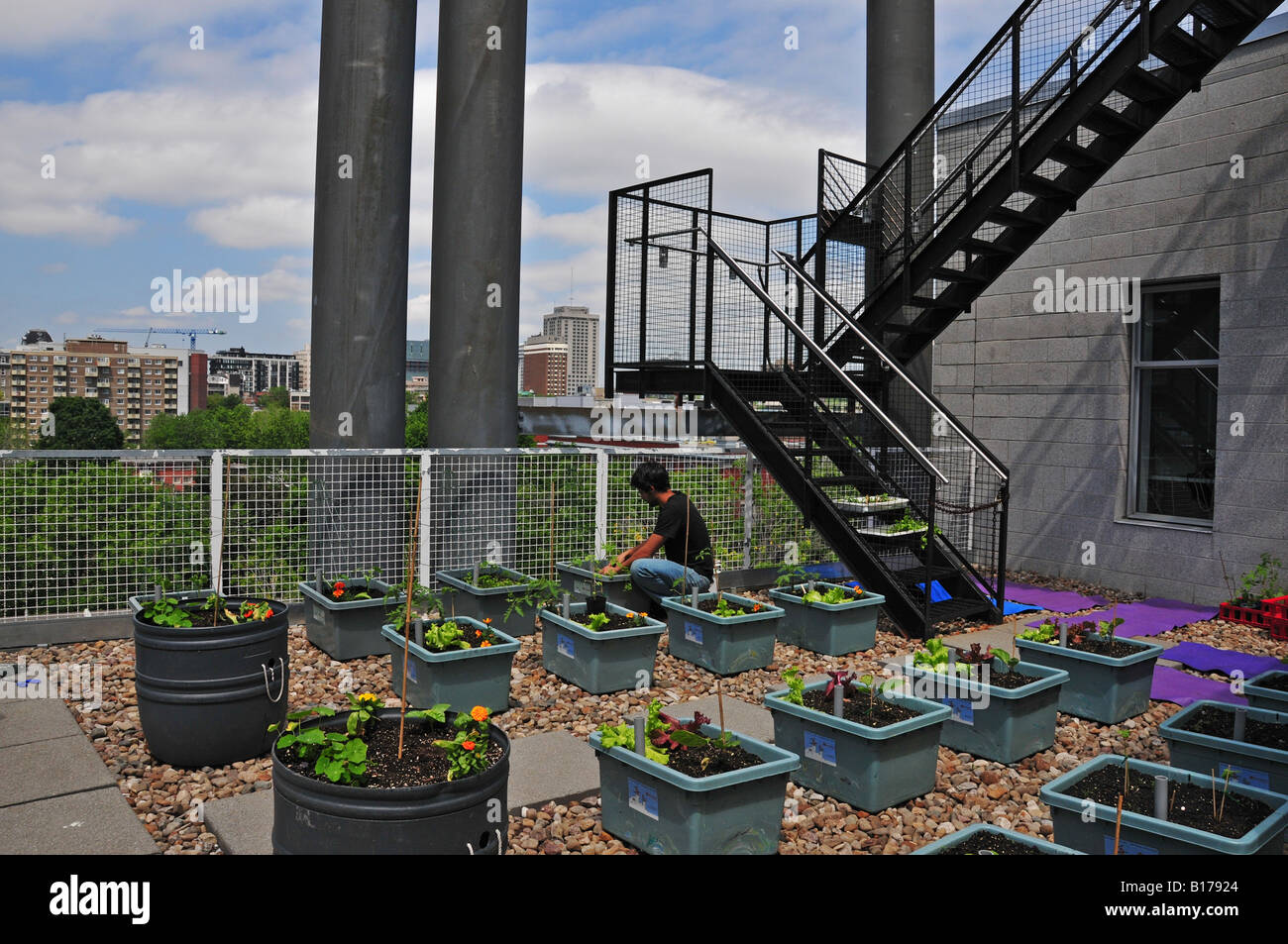 Rooftop vegetable garden on one of the roofs of the UQAM college