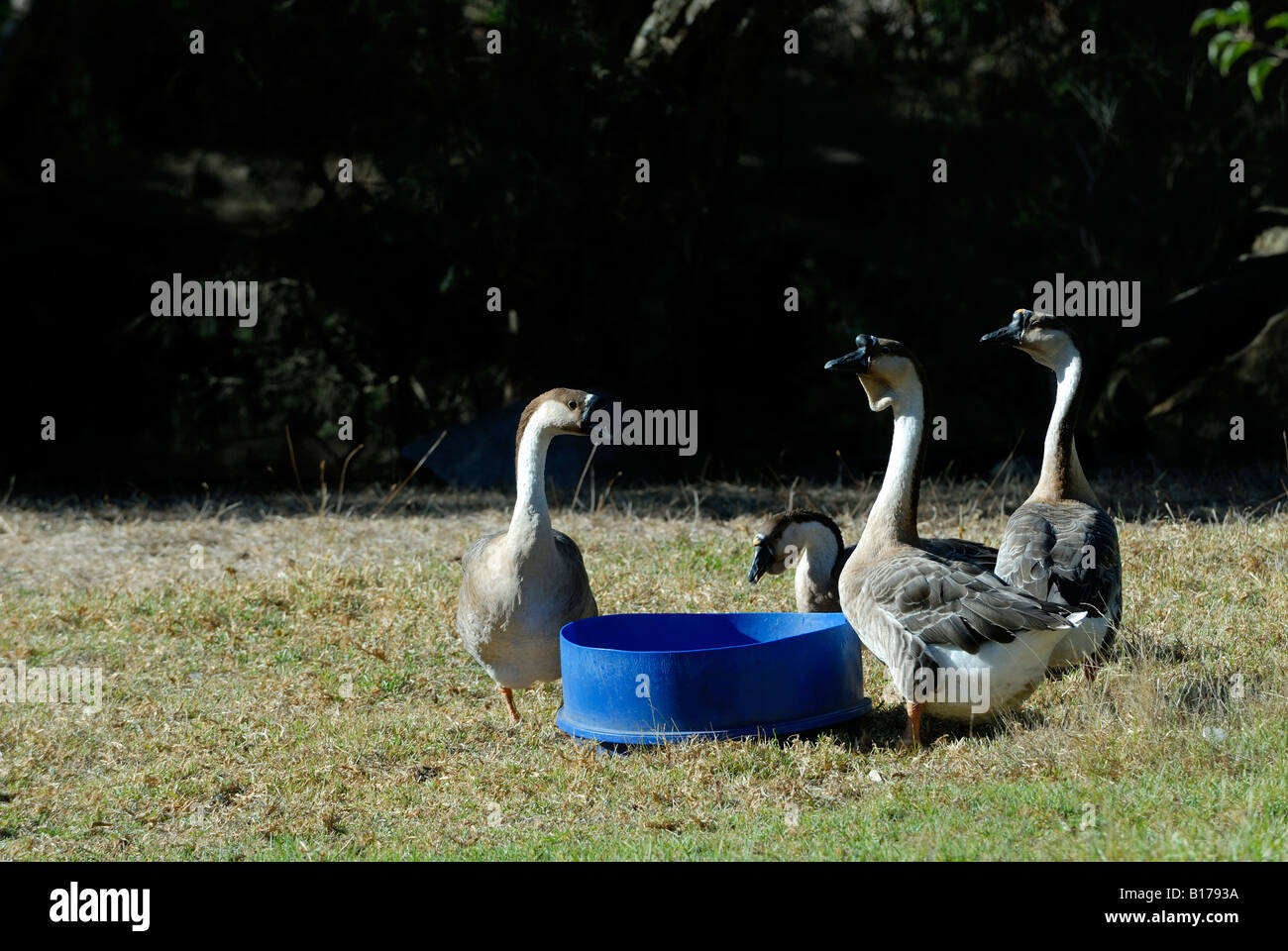Flock of Chinese Geese Stock Photo