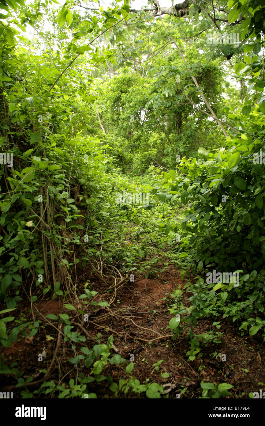 Small path in a tropical rainforest Stock Photo - Alamy