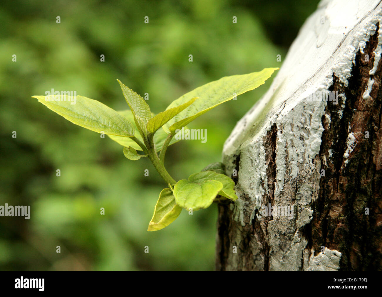 Growing branch from a cutted tree Stock Photo Alamy