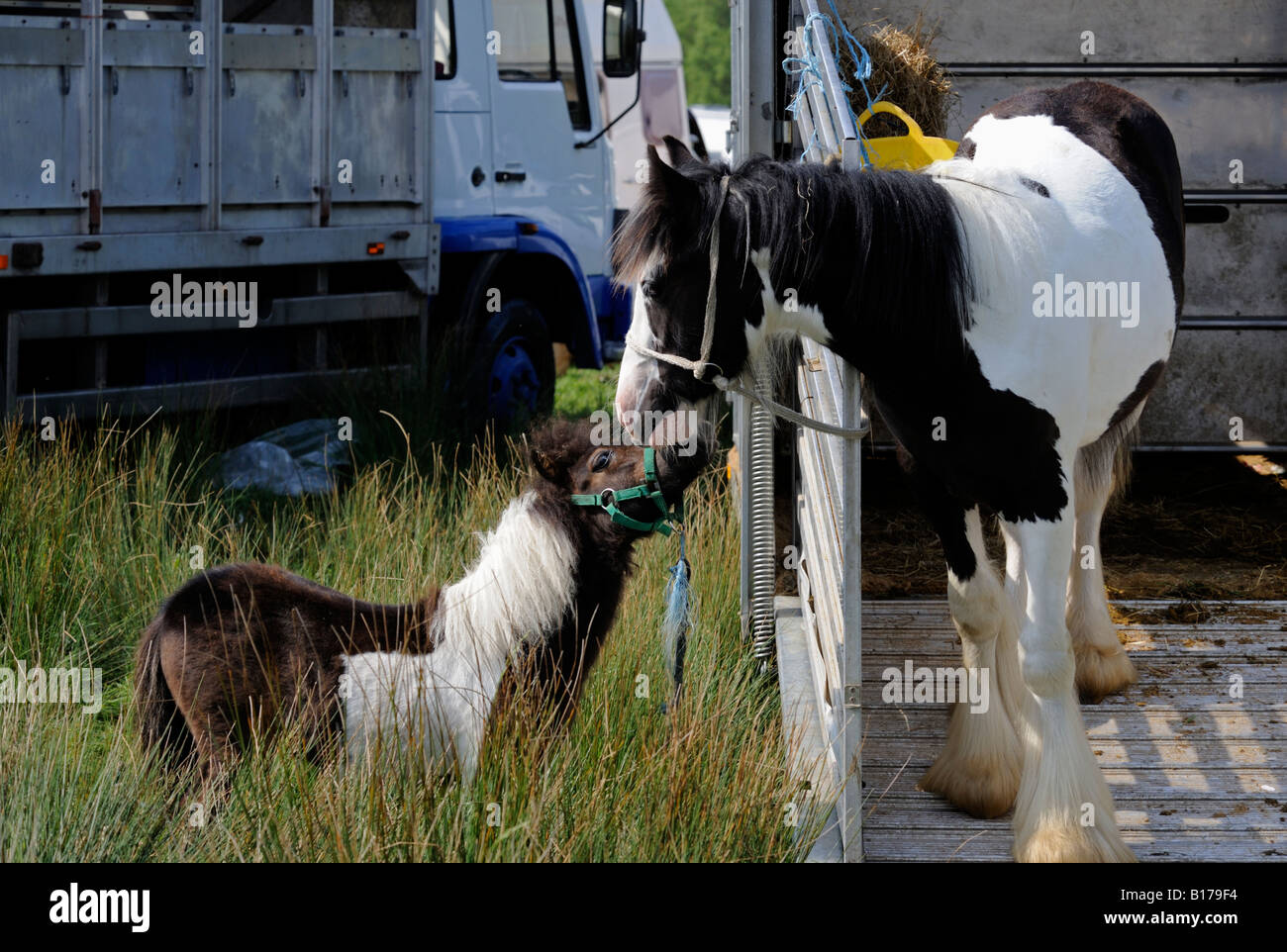 Shetland pony and coloured cob on Fair Hill. Appleby Horse Fair. Appleby-in-Westmorland, Cumbria, England, United Kingdom. Stock Photo