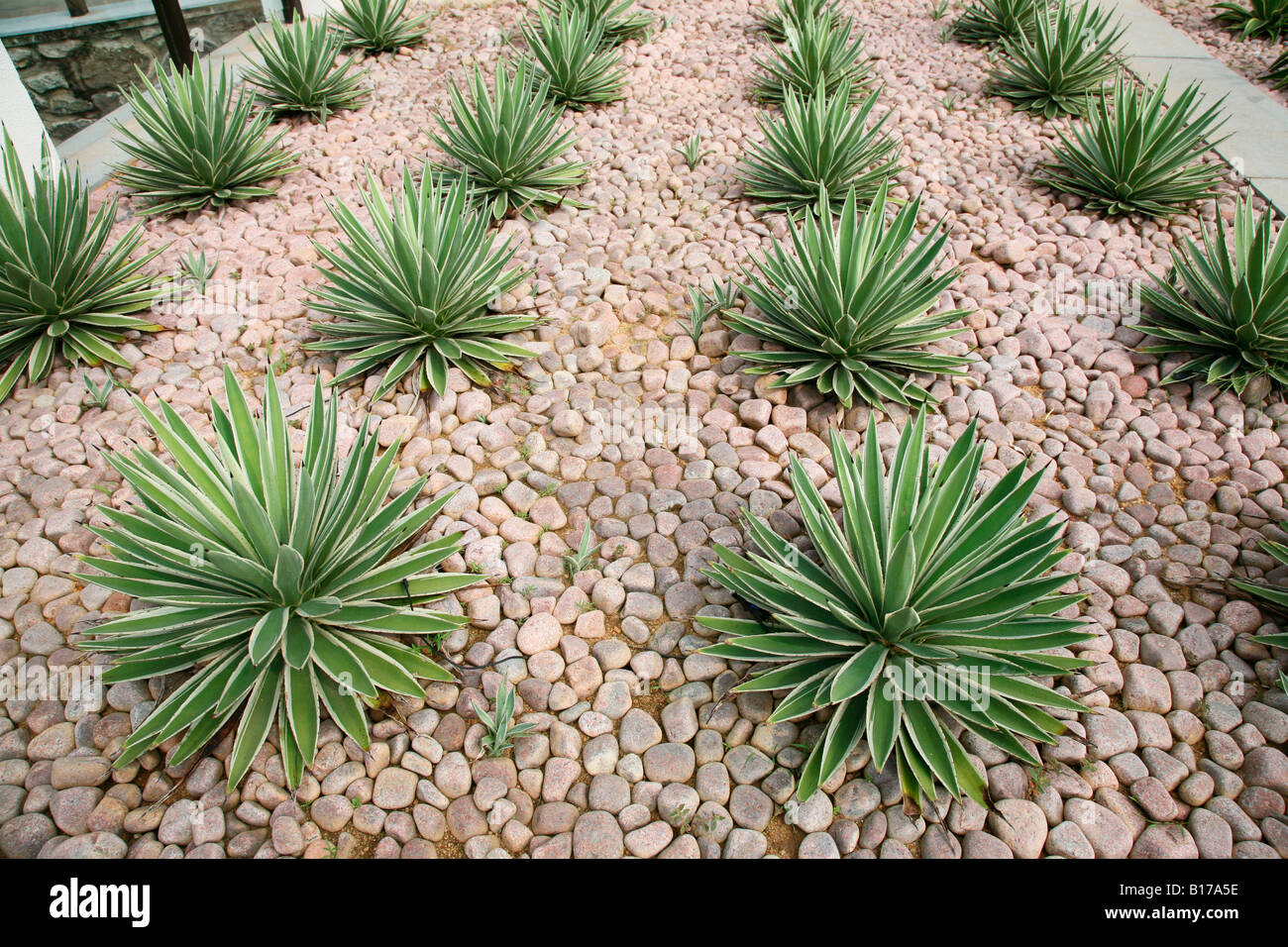decorative plants and stones Stock Photo Alamy