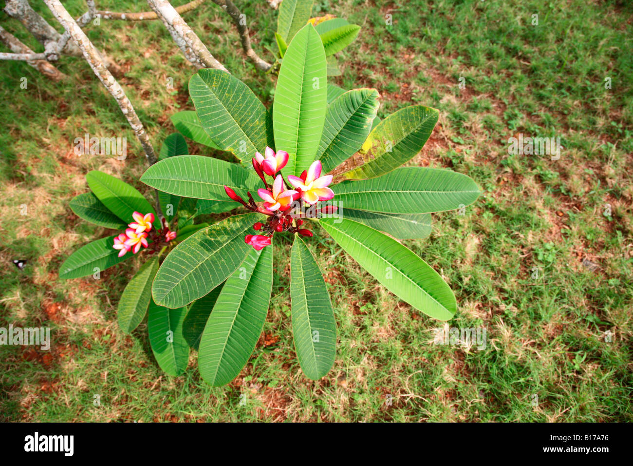 A plumeria plant Stock Photo Alamy