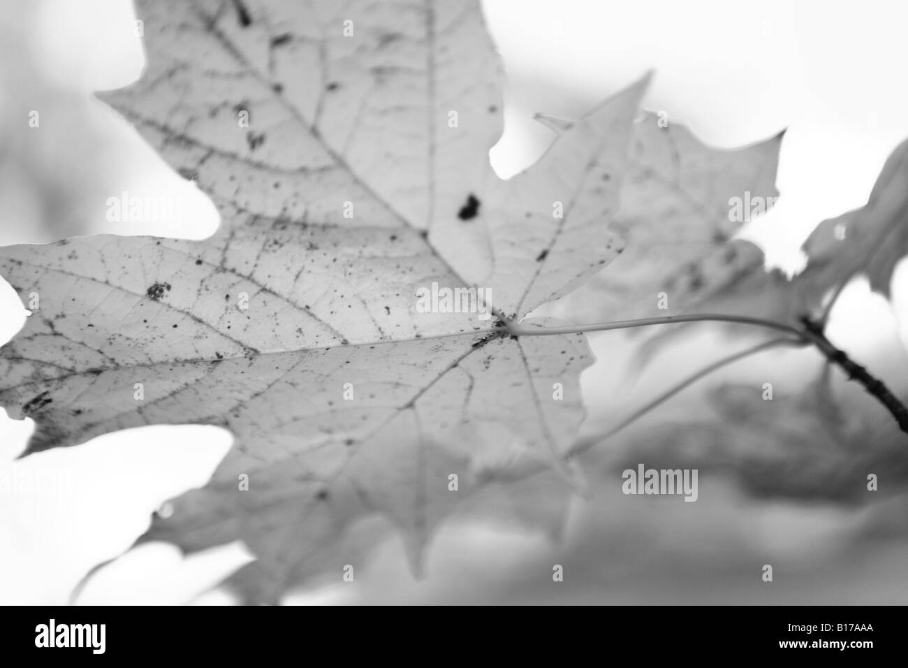 Black maple leaf Black and White Stock Photos & Images - Alamy