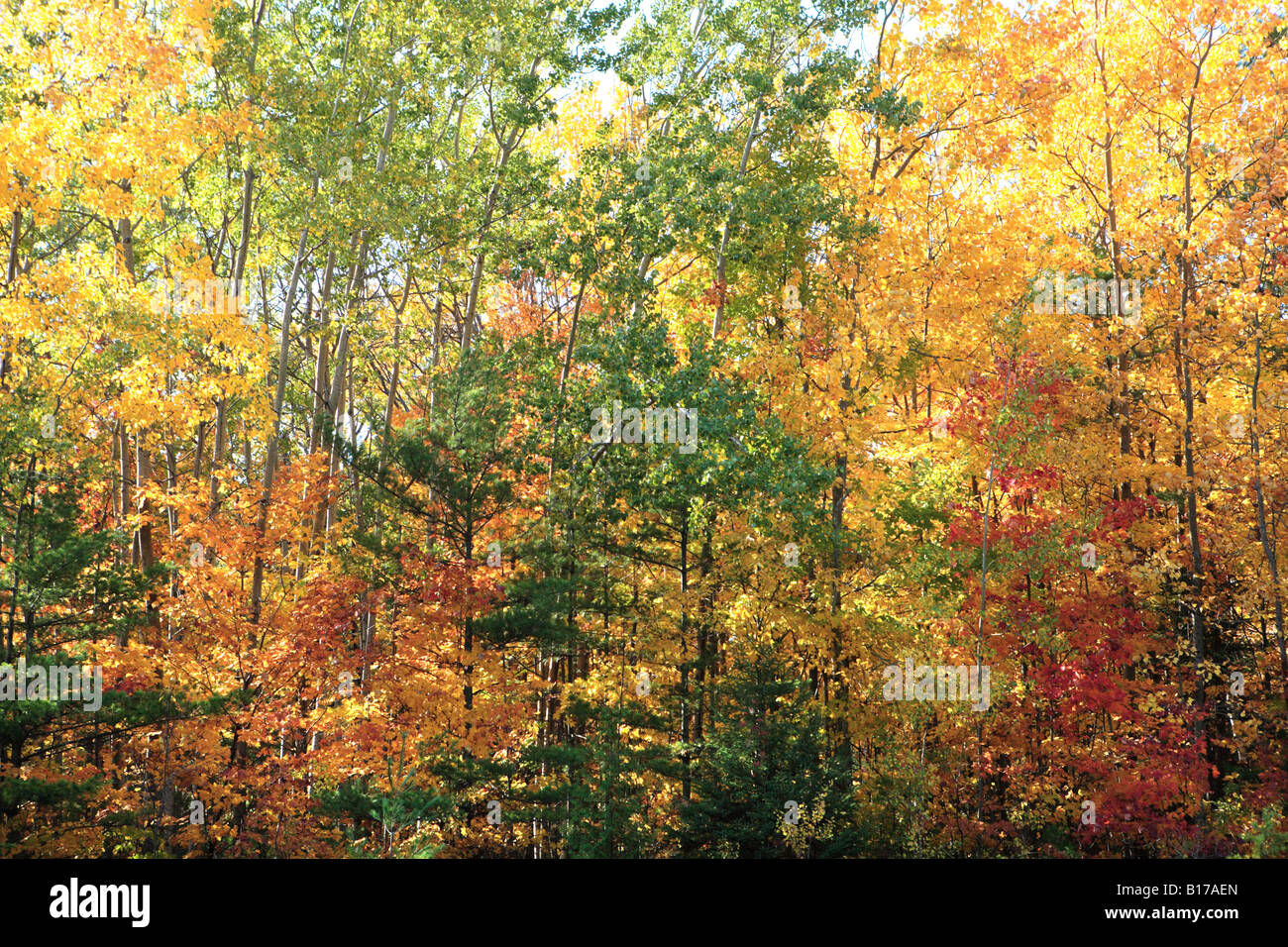 Autumn Forest Near Ellison Bay Door County Wisconsin Midwestern
