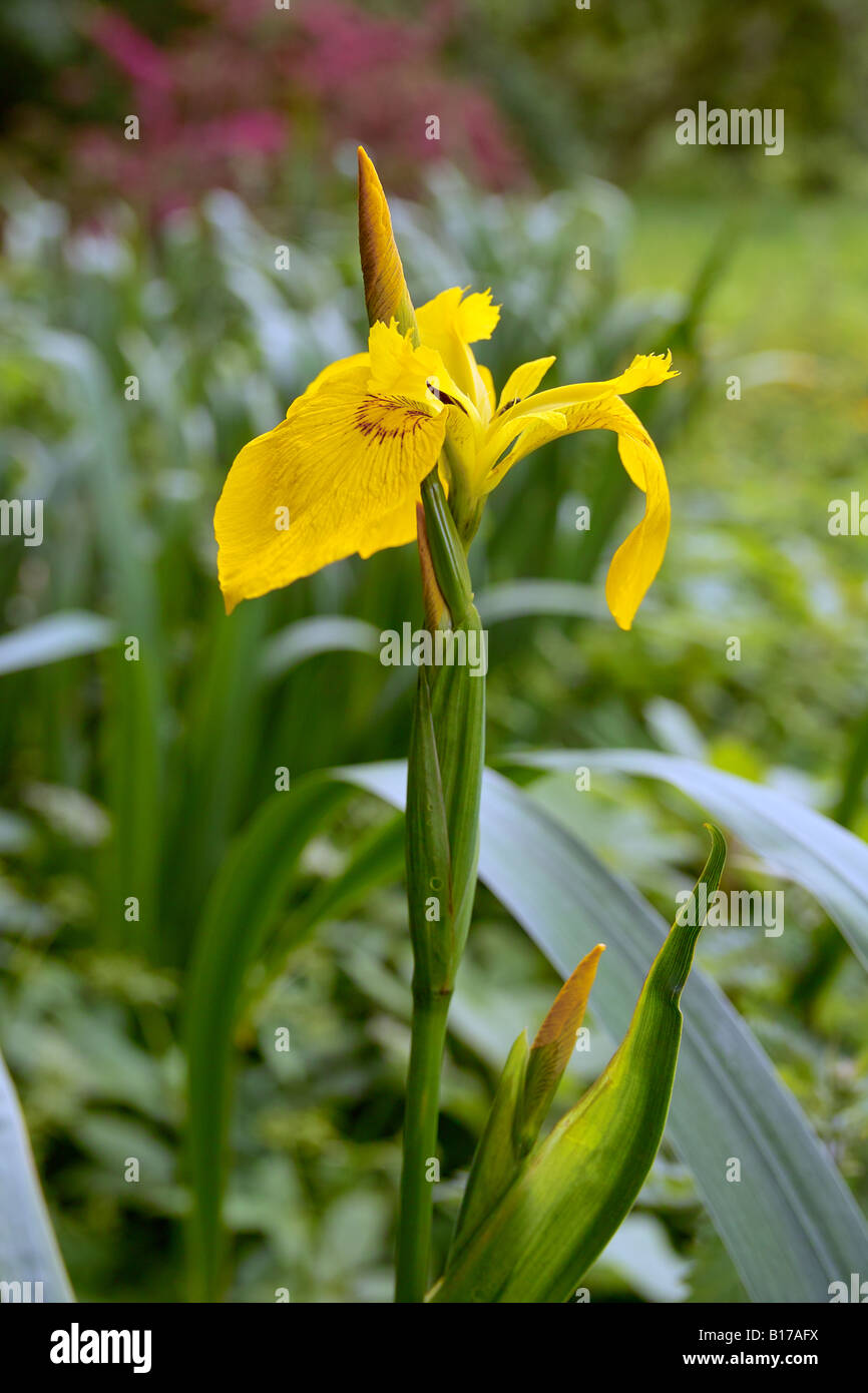 Yellow Iris, 'Iris Pseudacorus' in flower. Stock Photo