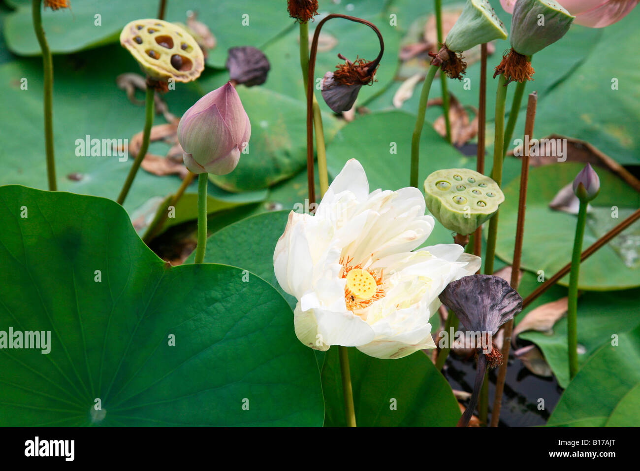 Lotus flowers Stock Photo