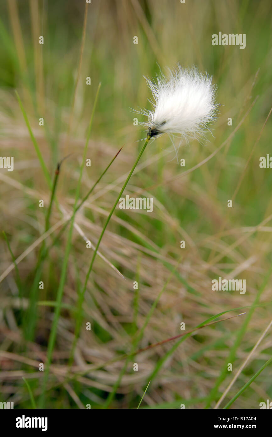 Cotton Grass, Eriophorum growing in grassland. Stock Photo