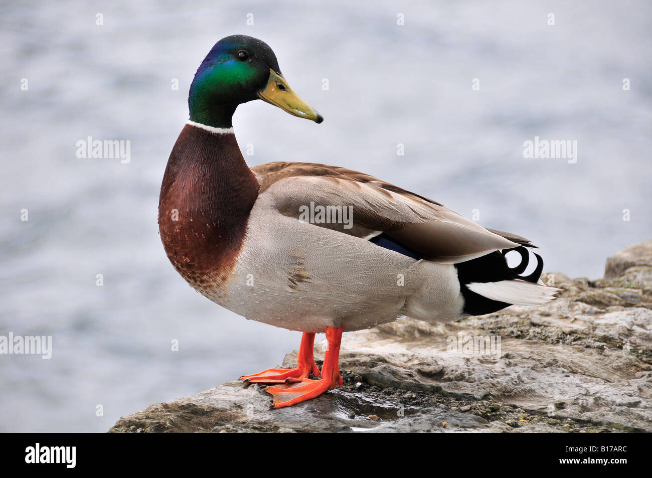 Close up of mallard duck stood on a wall on the edge of Lake Como Stock Photo