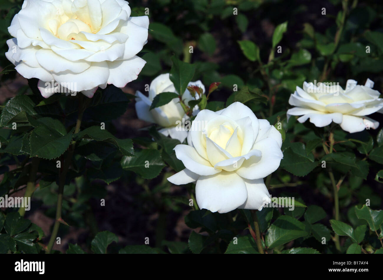A Moondance Floribunda Rose Stock Photo - Alamy