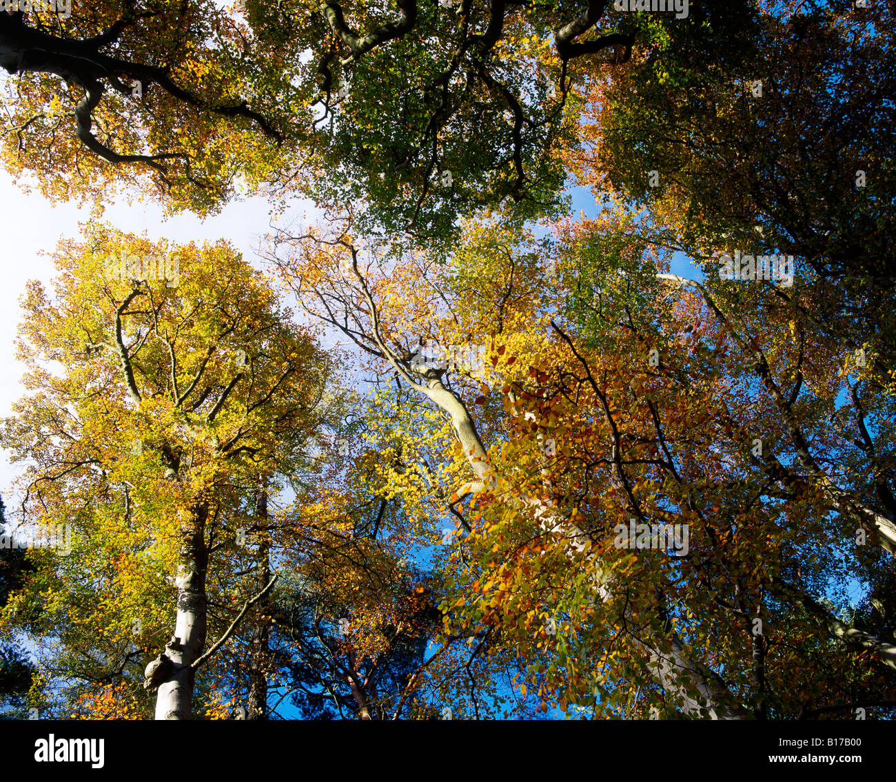 Beech Trees in autumn Stock Photo