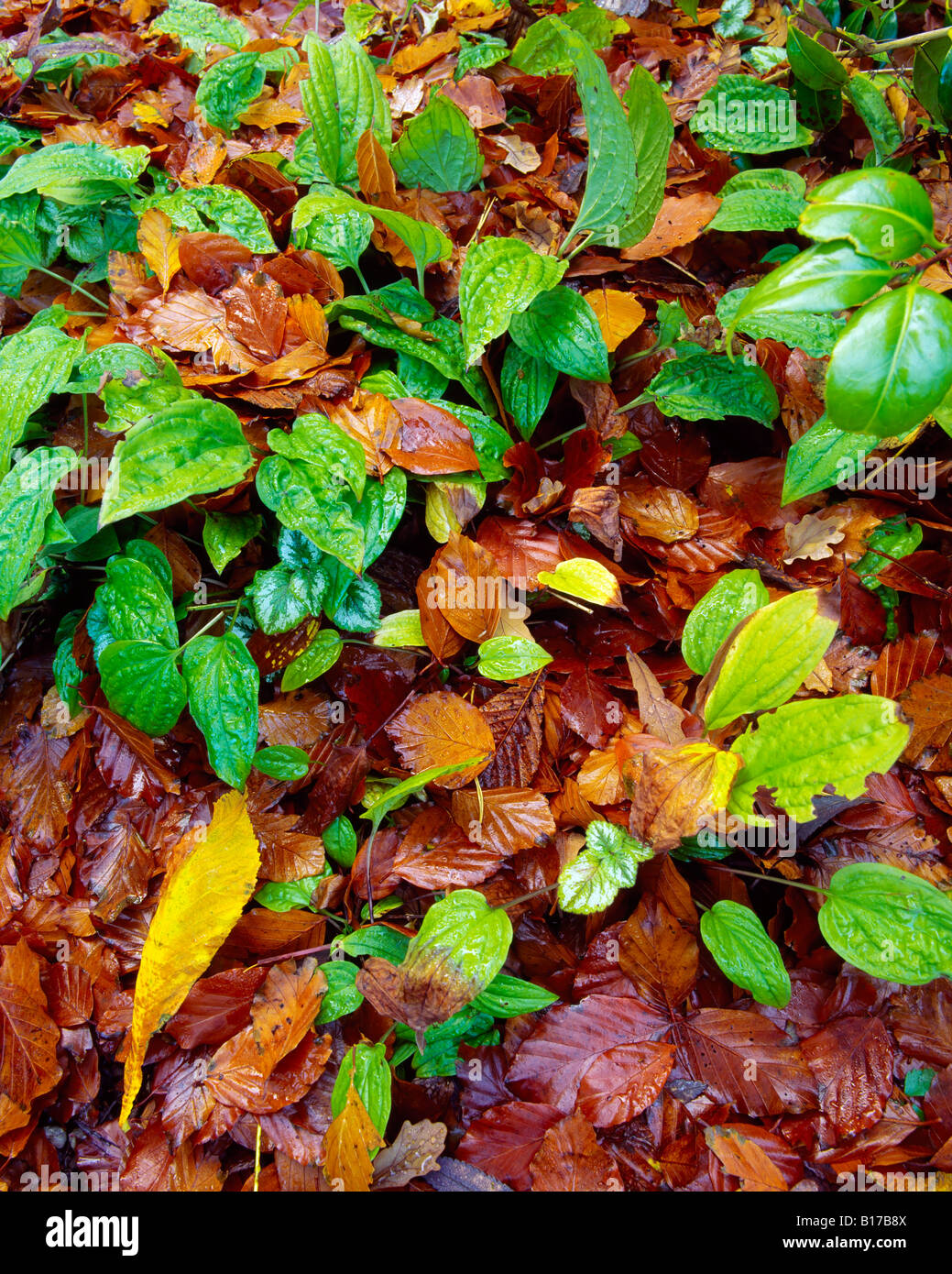 New growth in autumn leaves Stock Photo