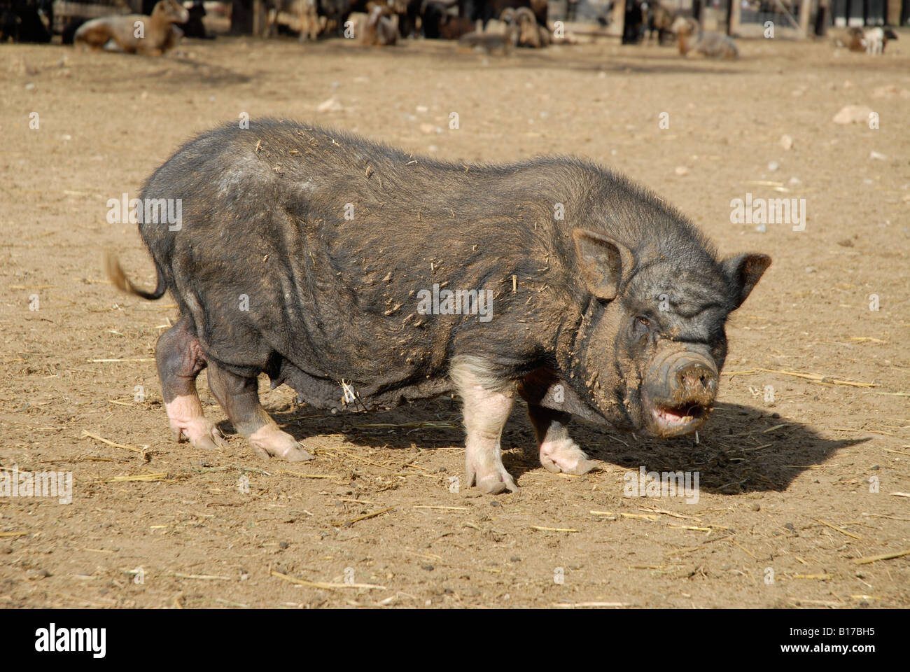 Vietnamese Pot-Bellied Pig, Vergel Safari Park, Alicante Province, Comunidad Valenciana, Spain Stock Photo