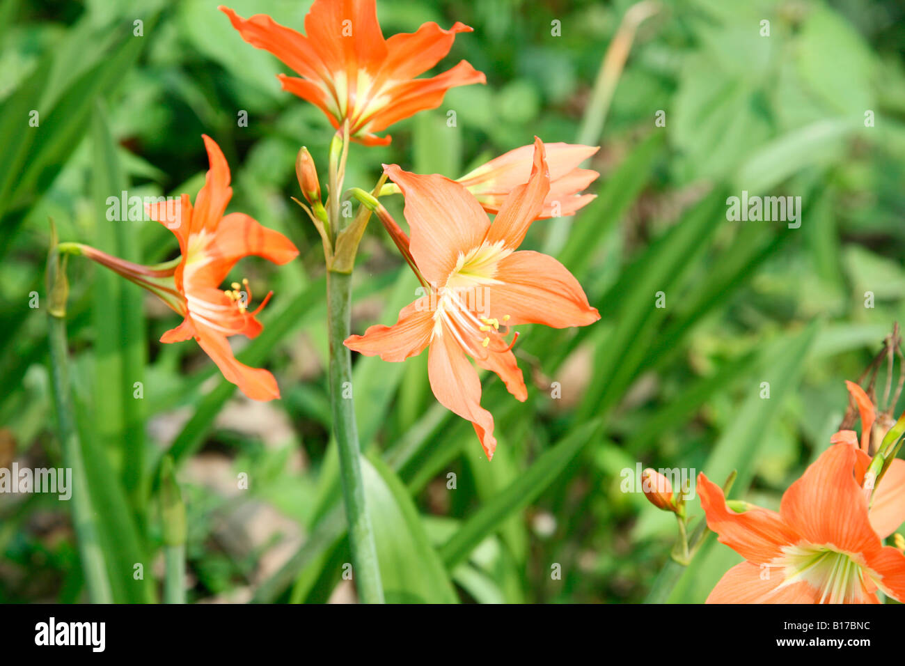 Wild flowers india hi-res stock photography and images - Alamy