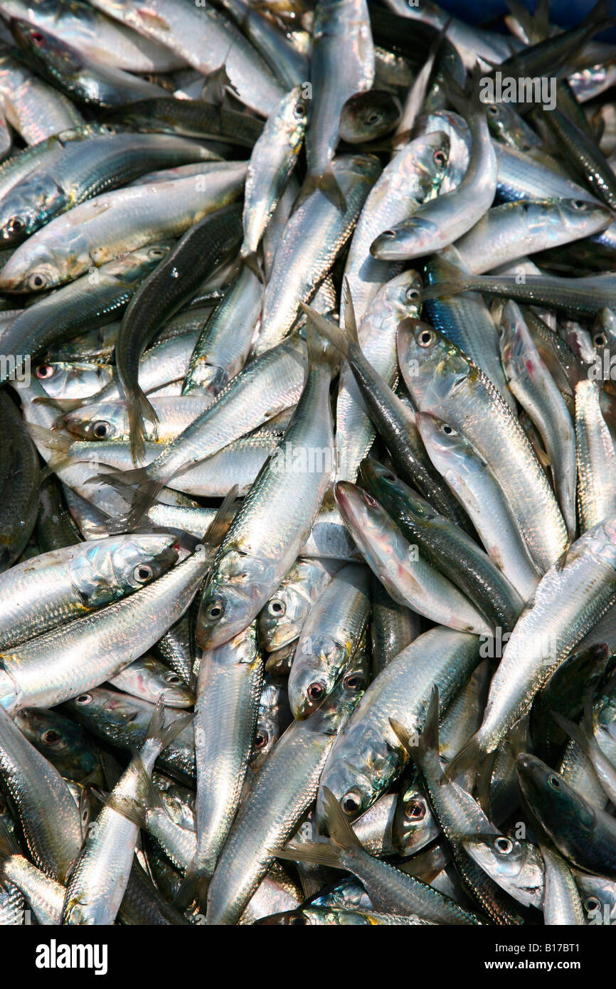 Chala fish in english discount