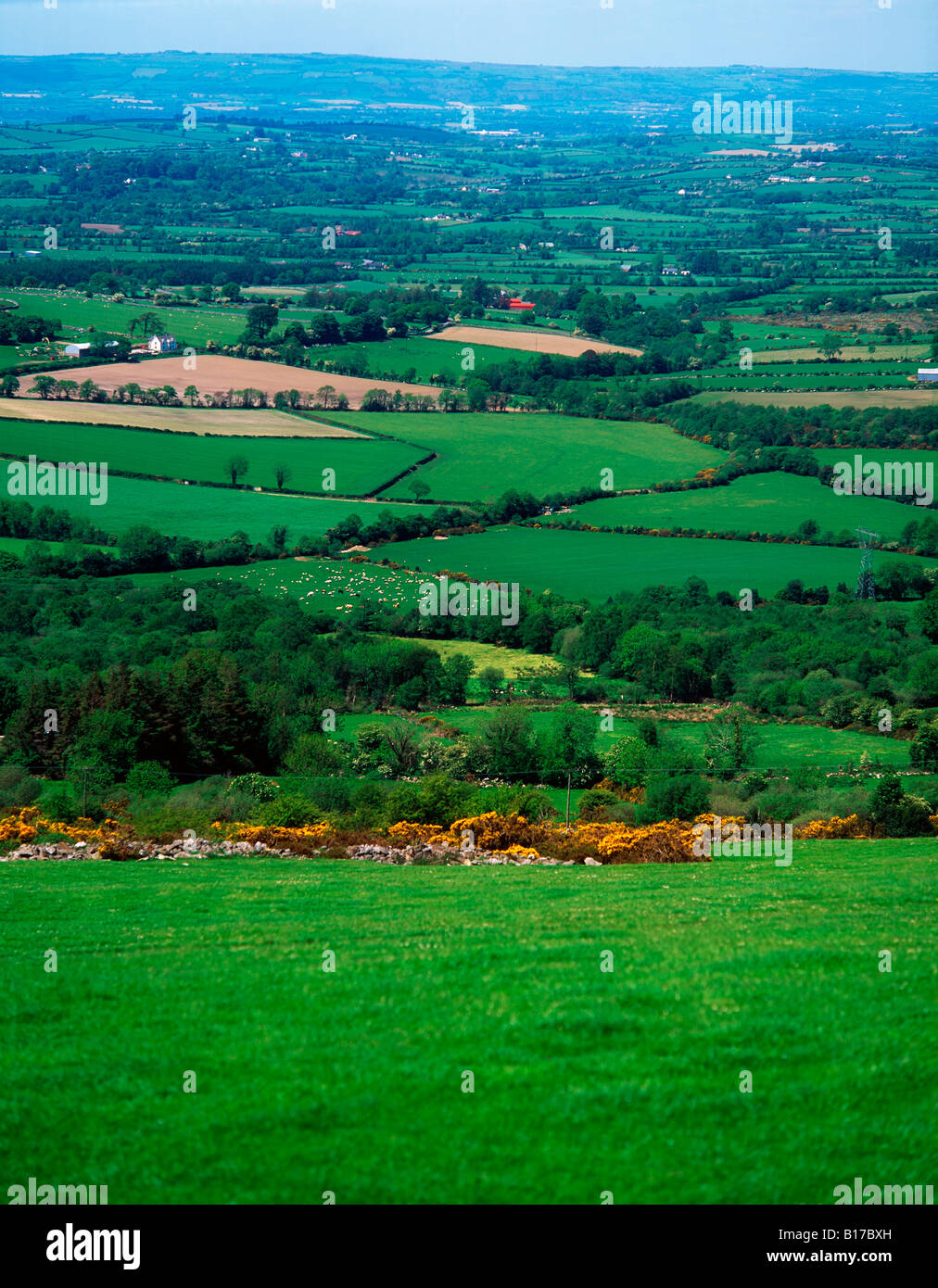 Pastoral, Borris, Co Carlow, Ireland Stock Photo